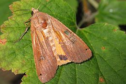 Paprastasis geltonsparnis dirvinukas (Noctua pronuba)