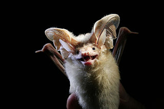 <span class="mw-page-title-main">Desert long-eared bat</span> Species of bat