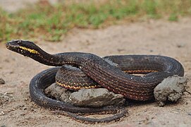 Xenochrophis cerasogaster