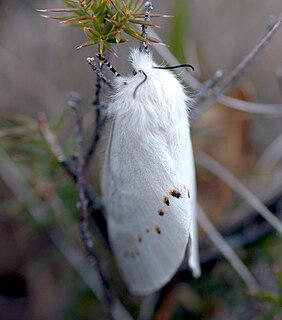 <i>Pinara</i> (moth) Genus of moths