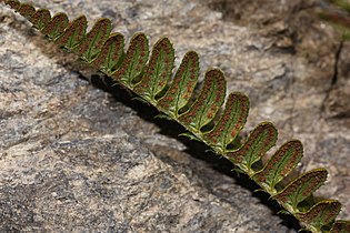 Polystichum lonchitis