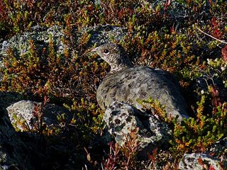 <i>Lagopus</i> Genus of birds