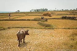 Buffalo on a paddy field in Vemasse