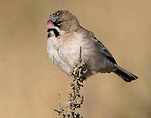 Scaly-feathered Weaver.jpg