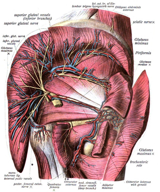 <span class="mw-page-title-main">Inferior gluteal veins</span>