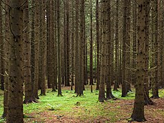 Spruce forest at Holma