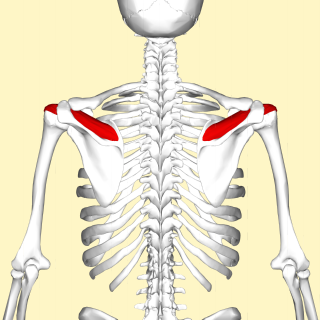 <span class="mw-page-title-main">Supraspinatus muscle</span> Muscle of the upper back