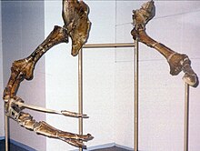 Frontal view of the arms in Therizinosaurus IGM 100/15 Therizinosaurus.jpg