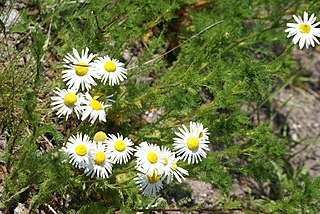 <i>Tripleurospermum</i> Genus of flowering plants