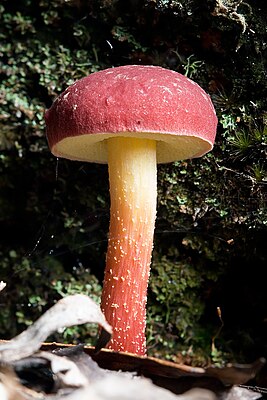 Boletellus obscurecoccineus