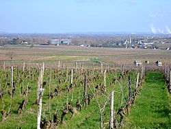 Skyline of Souzay-Champigny