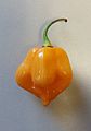 A single ripe Scotch bonnet pepper