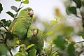 * Kandidimi: Two parrots enjoying their habitat, Rio Ibare, Beni - Bolivia --Devy Shakty 17:58, 18 September 2024 (UTC) * * Kërkohet vlerësim