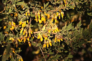 <i>Anagyris foetida</i> Species of plant