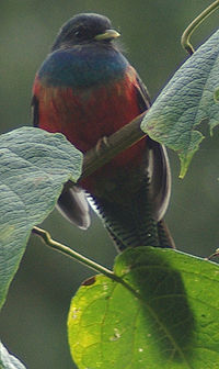 Bar-tailed trogon, resident in highland rainforests Apaloderma vittatum1.jpg