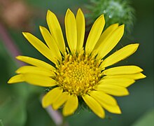 Arnica montana: Photo taken at Botanical Garden in Erlangen, Germany. Arnica montana 4436.jpg