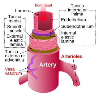 <span class="mw-page-title-main">Artery</span> Blood vessels that carry blood away from the heart