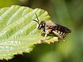 53 Anthidium sp. created, uploaded, and nominated by Joaquim Alves Gaspar