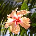 Hoa Hibiscus