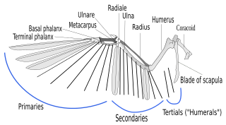 <span class="mw-page-title-main">Bird wing</span> Paired forelimb that allows birds to fly