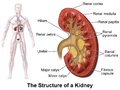 肾脏的结构