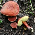 Boletus rubellus sin. Hortiboletus rubellus