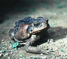 Specimen from El Salvador: The large parotoid glands are visible behind the eyes. Bufo marinus01e.jpg