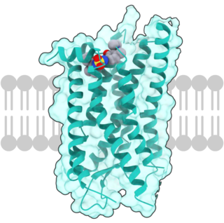 <span class="mw-page-title-main">C-C chemokine receptor type 7</span> Protein-coding gene in the species Homo sapiens