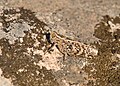 Unidentified grasshopper (Northern Sardinia) - die braune Morphe von Myrmeleotettix maculatus? Hätten wir noch nicht im Artikel. Anacridium aegyptium