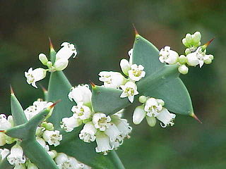 <i>Colletia</i> Genus of flowering plants