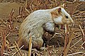 Cricetus cricetus per taxidermiam conservatus