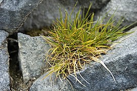 Canche antarctique (Deschampsia antarctica).