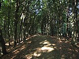 Earthworks of the Celtic Hill fort