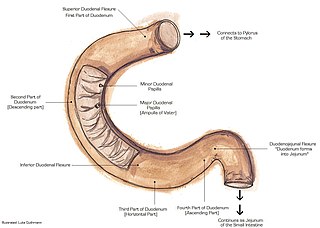 <span class="mw-page-title-main">Suspensory muscle of duodenum</span> Muscle between the duodenum and jejunum