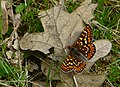 Euphydryas aurinia