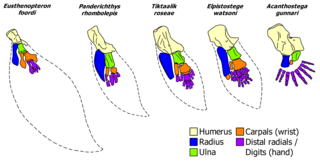 <span class="mw-page-title-main">Polydactyly in stem-tetrapods</span> State of having more than five digits in ancient fish and tetrapods