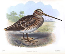 Illustration by Joseph Smit GallinagoNobilisSmit.jpg