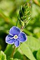 Gamander-Ehrenpreis (Veronica chamaedrys)