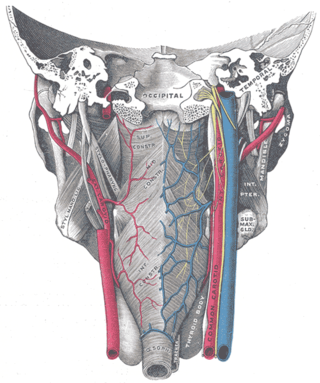 <span class="mw-page-title-main">Pharyngeal plexus of vagus nerve</span> Nerve fibers innervating most of the palate and pharynx