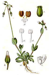 <i>Holosteum</i> Genus of flowering plants in the carnation family Caryophyllaceae