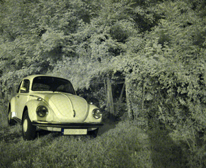 An infrared beetle