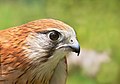 * Nomination Nankeen Kestrel Benjamint 10:28, 29 October 2007 (UTC) * Promotion Great photo! -Pudelek 13:08, 30 October 2007 (UTC)