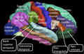 Lateral surface of the human cerebral cortex