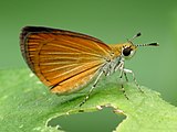 Ancyloxypha numitor (least skipper) Adult, ventral view of wings.