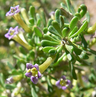 <i>Lycium andersonii</i> Species of flowering plant