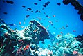 Image 9Coral reefs form complex marine ecosystems with tremendous biodiversity. (from Marine ecosystem)