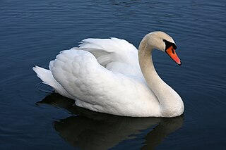 <span class="mw-page-title-main">Mute swan</span> Species of bird