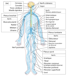 Nervous system diagram-fr.svg