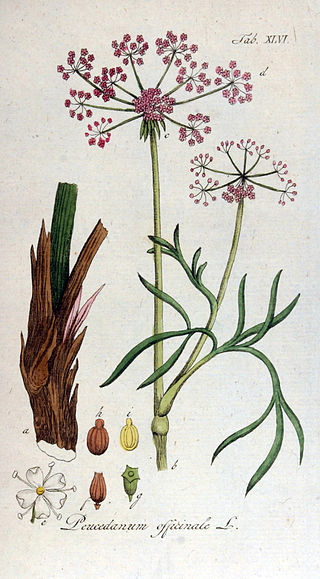 <i>Peucedanum</i> Genus of flowering plants