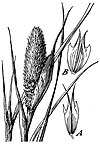 Phalaris paradoxa.jpg